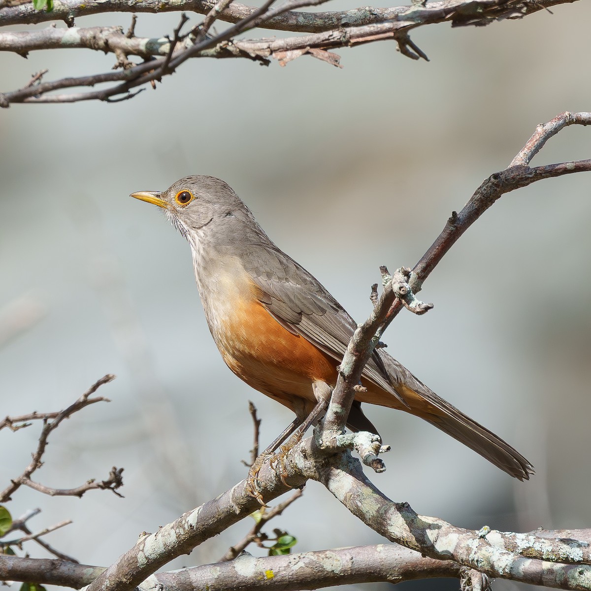 Rufous-bellied Thrush - ML644003705