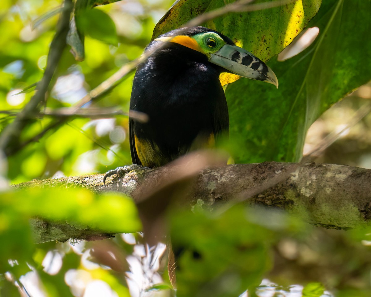 Spot-billed Toucanet - ML644003728