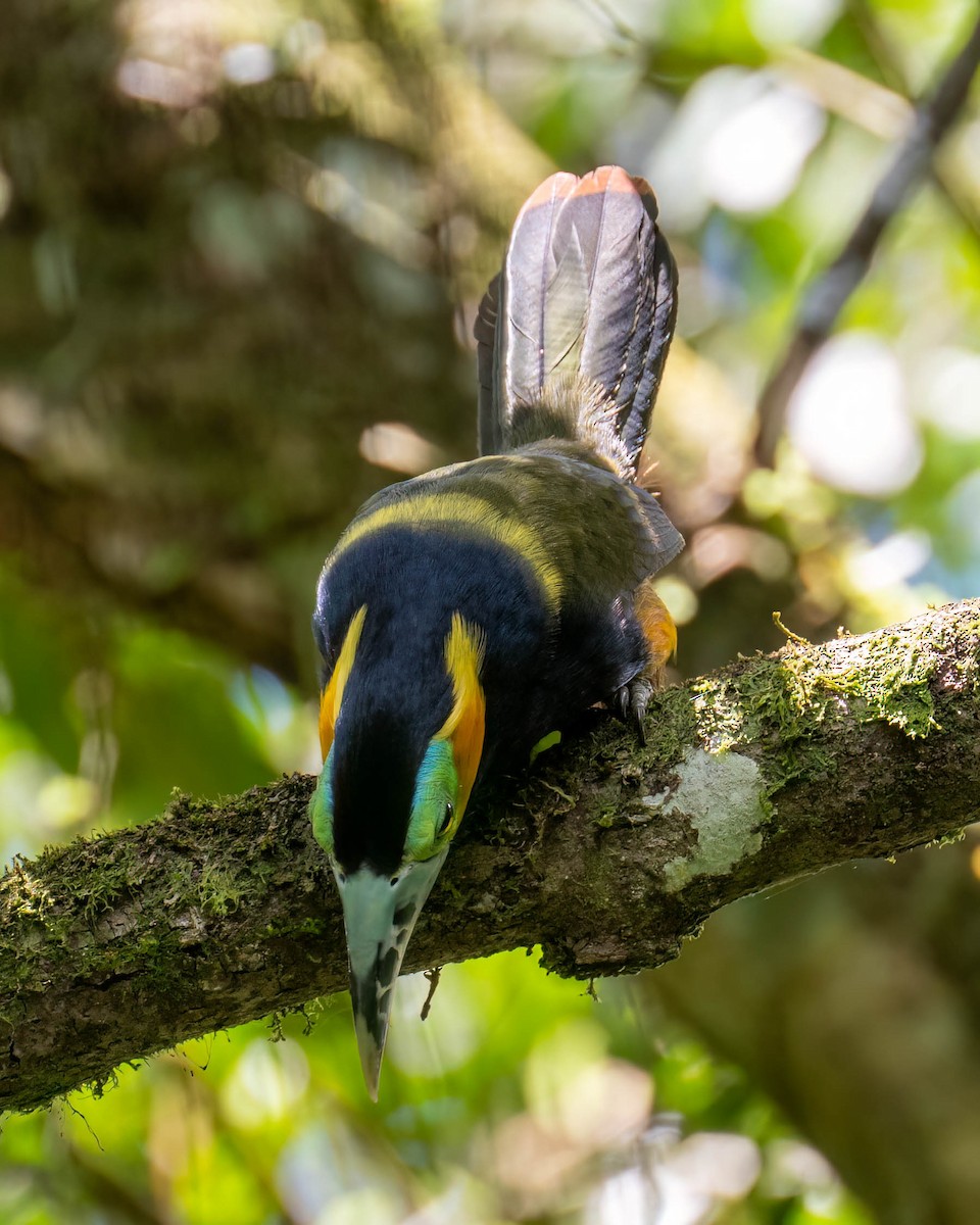 Spot-billed Toucanet - ML644003729
