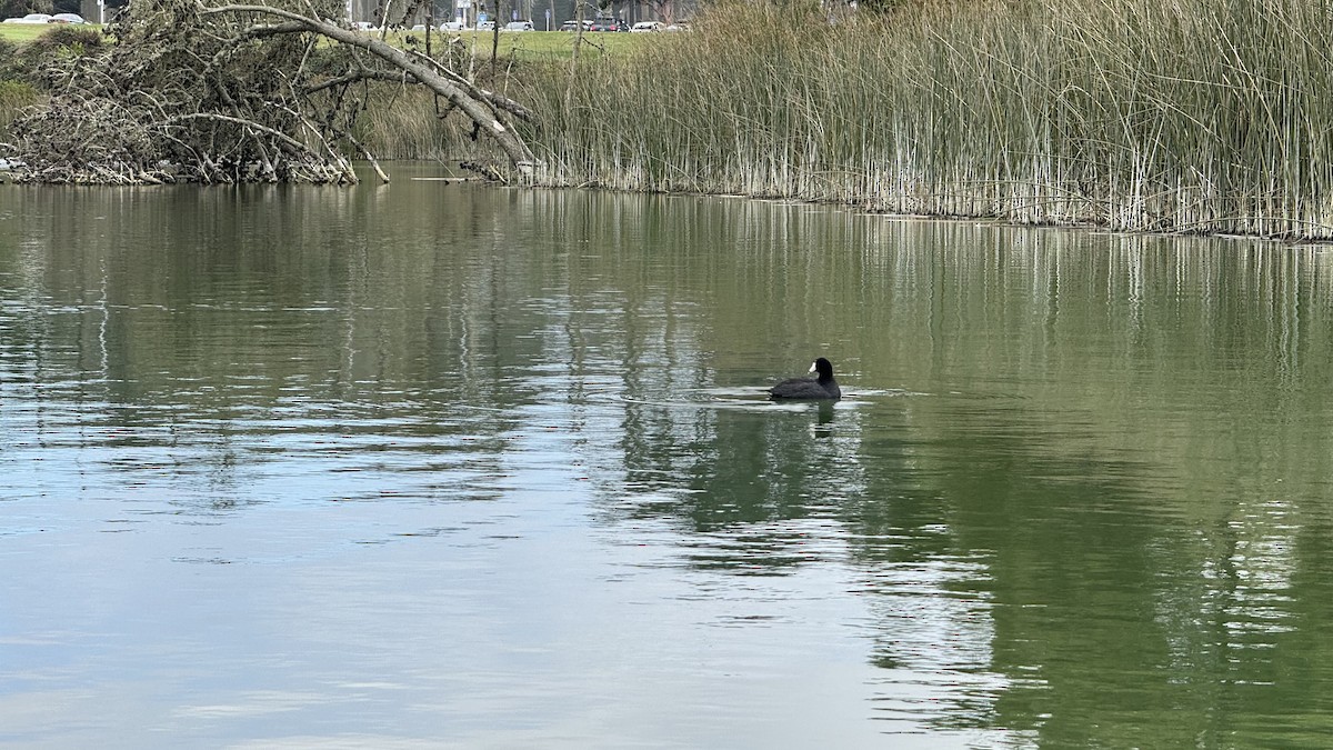 American Coot - ML644003740