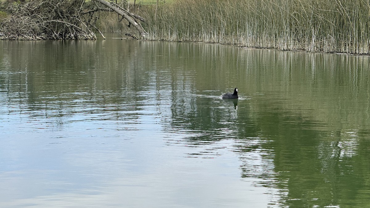 American Coot - ML644003741
