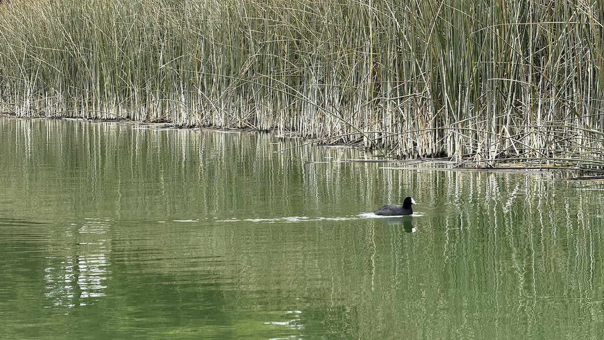 American Coot - ML644003742
