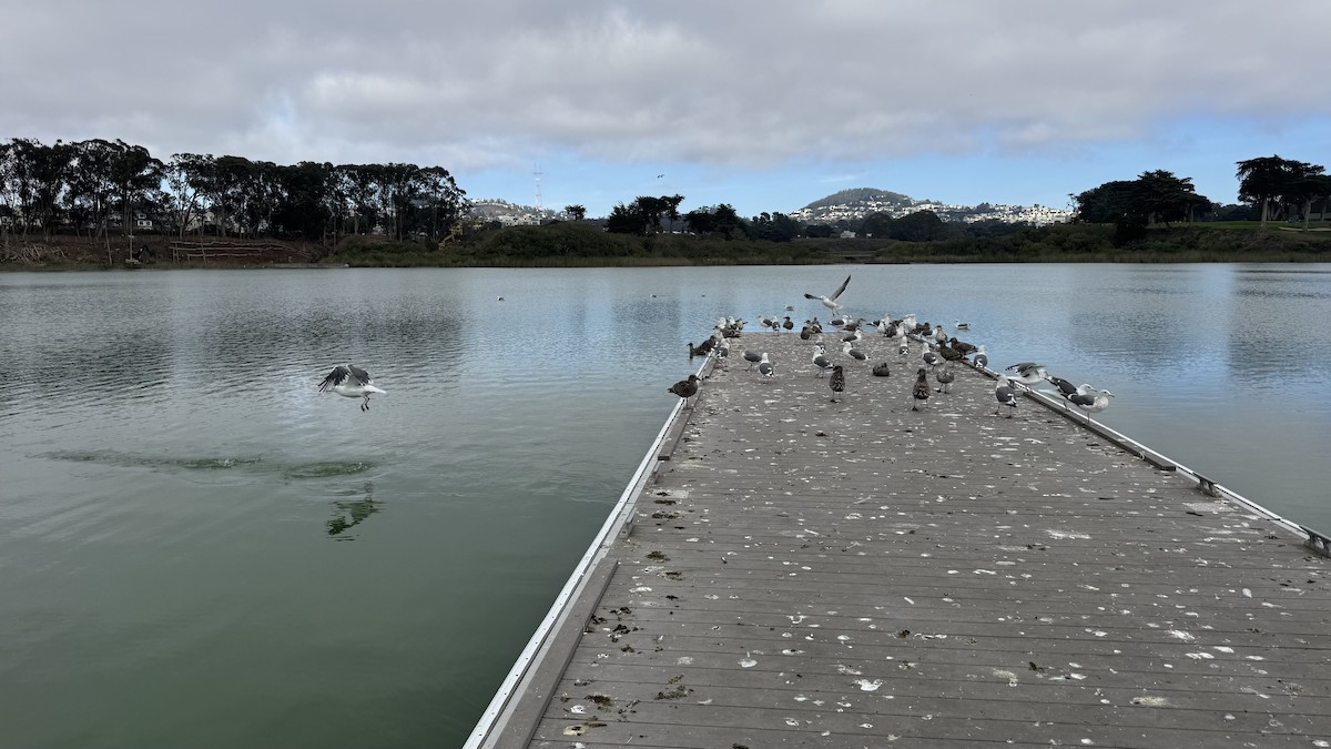 Western Gull - ML644003750