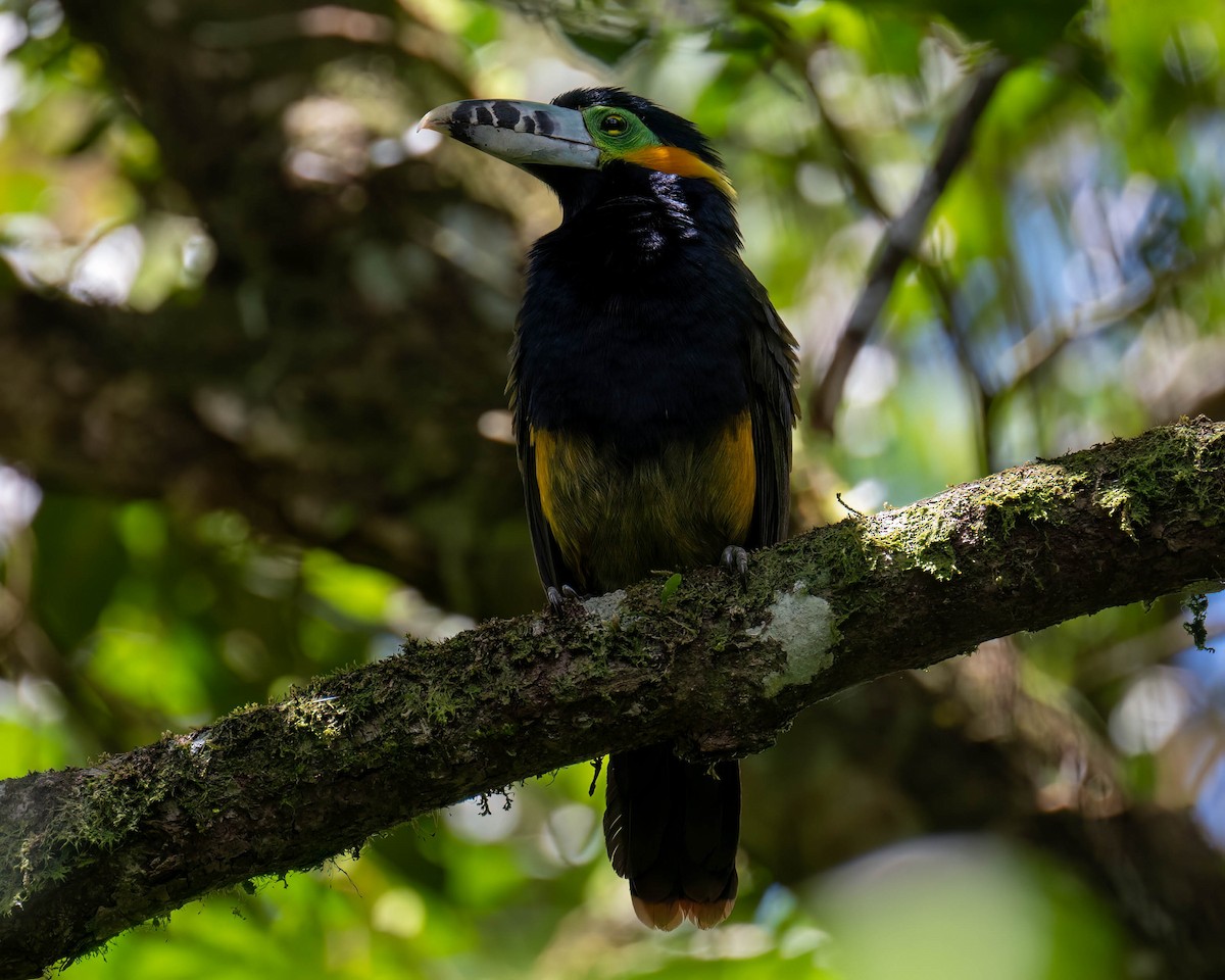 Spot-billed Toucanet - ML644003753