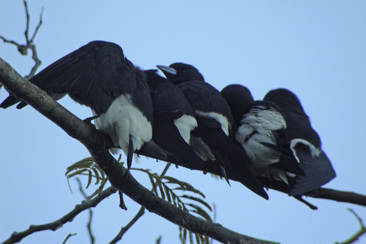 Great Woodswallow - ML644003754