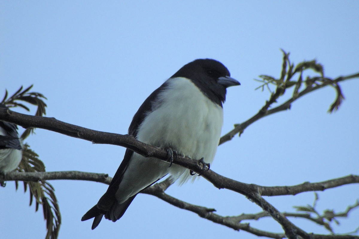 Great Woodswallow - ML644003755