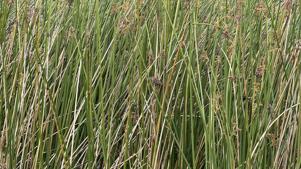 White-crowned Sparrow - ML644003776