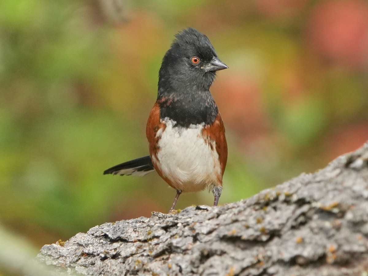Spotted Towhee - ML644003784