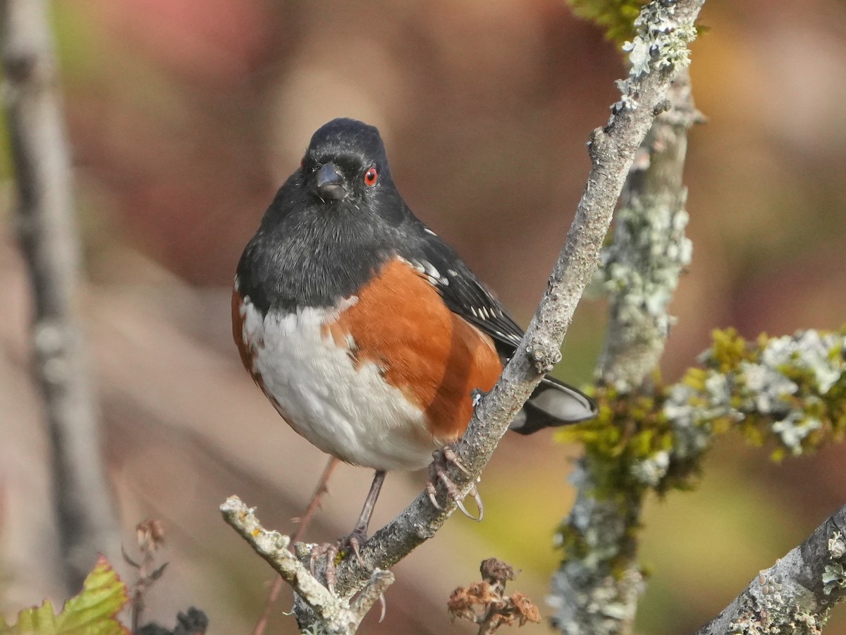 Spotted Towhee - ML644003785