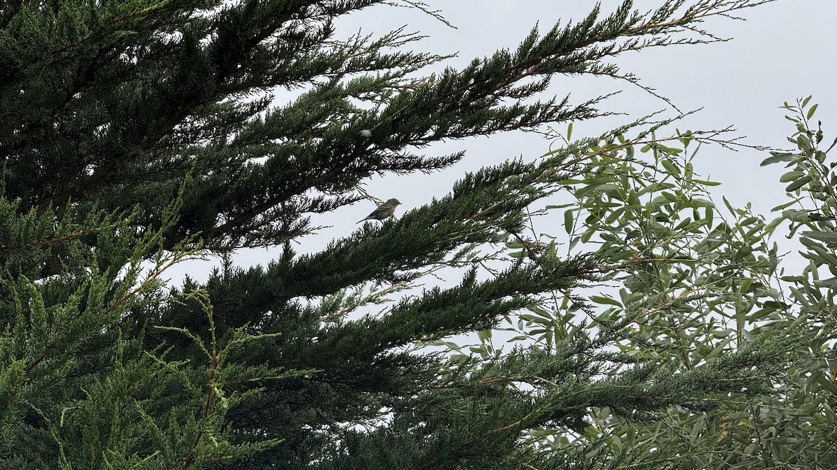 Yellow-rumped Warbler - ML644003788