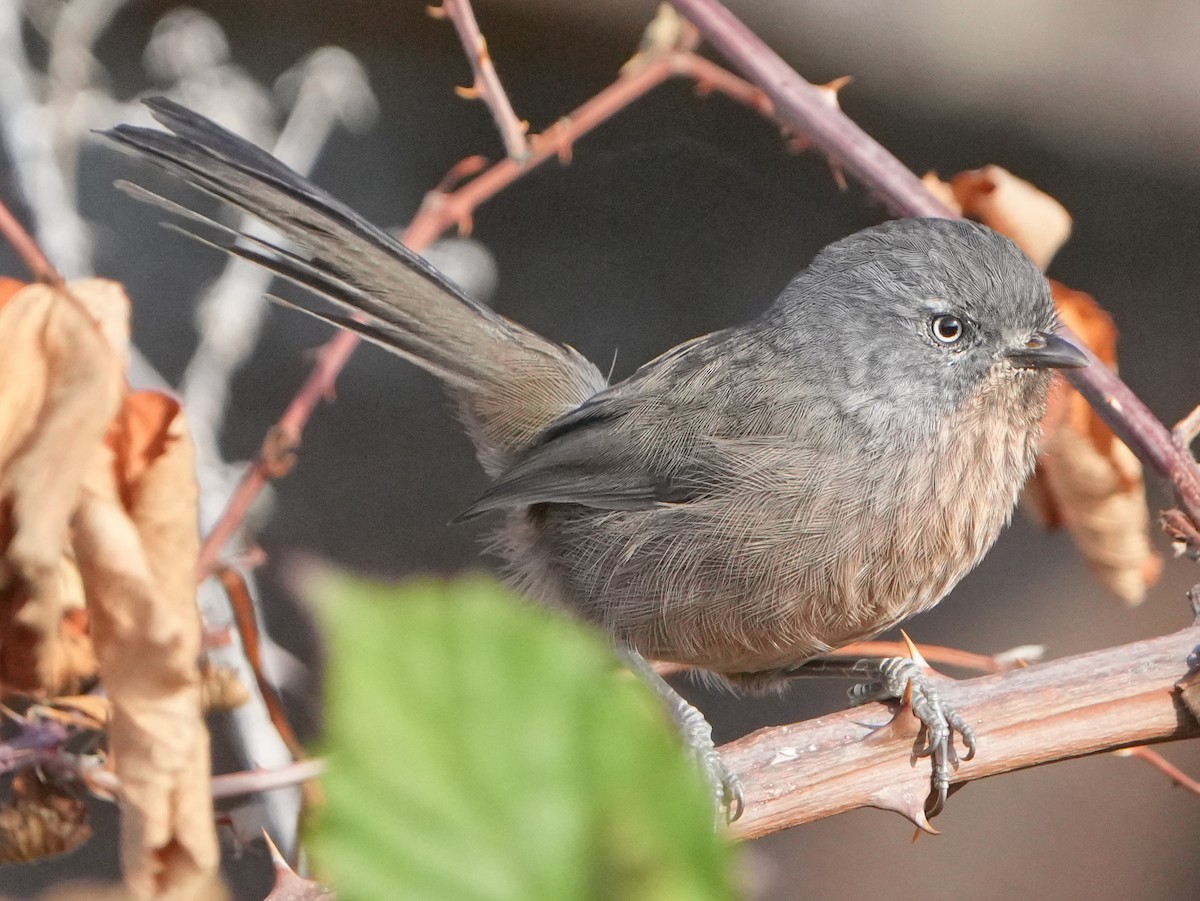Wrentit - ML644003797