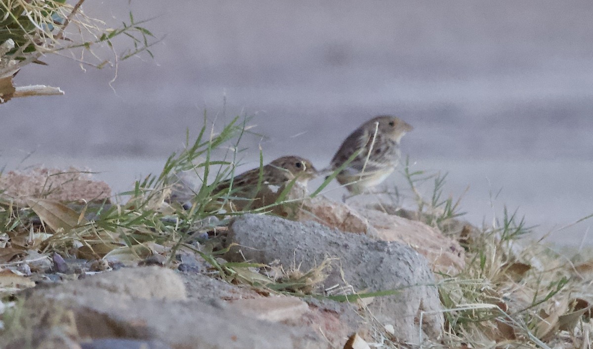 Grasshopper Sparrow - ML644003817