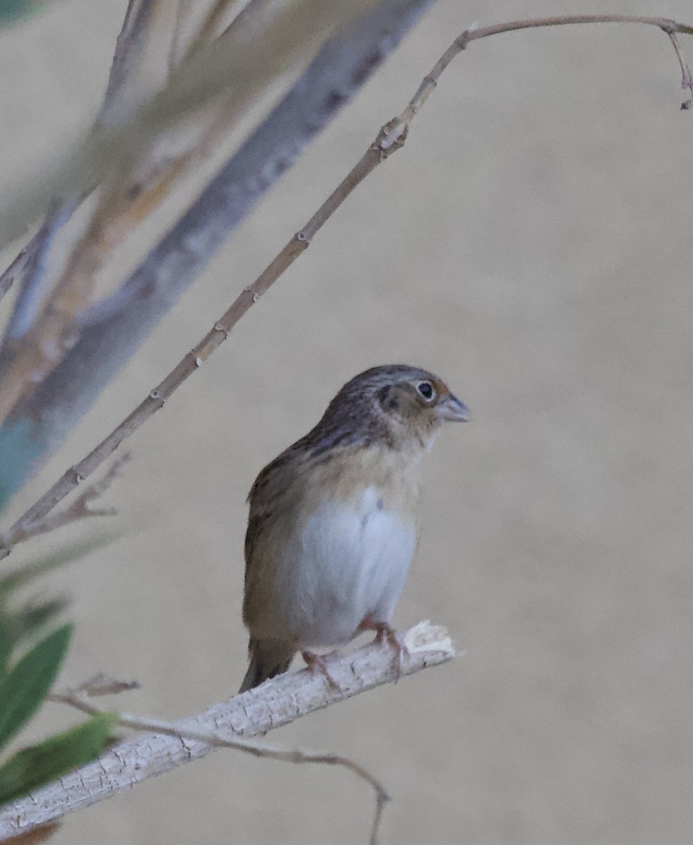 Grasshopper Sparrow - ML644003818