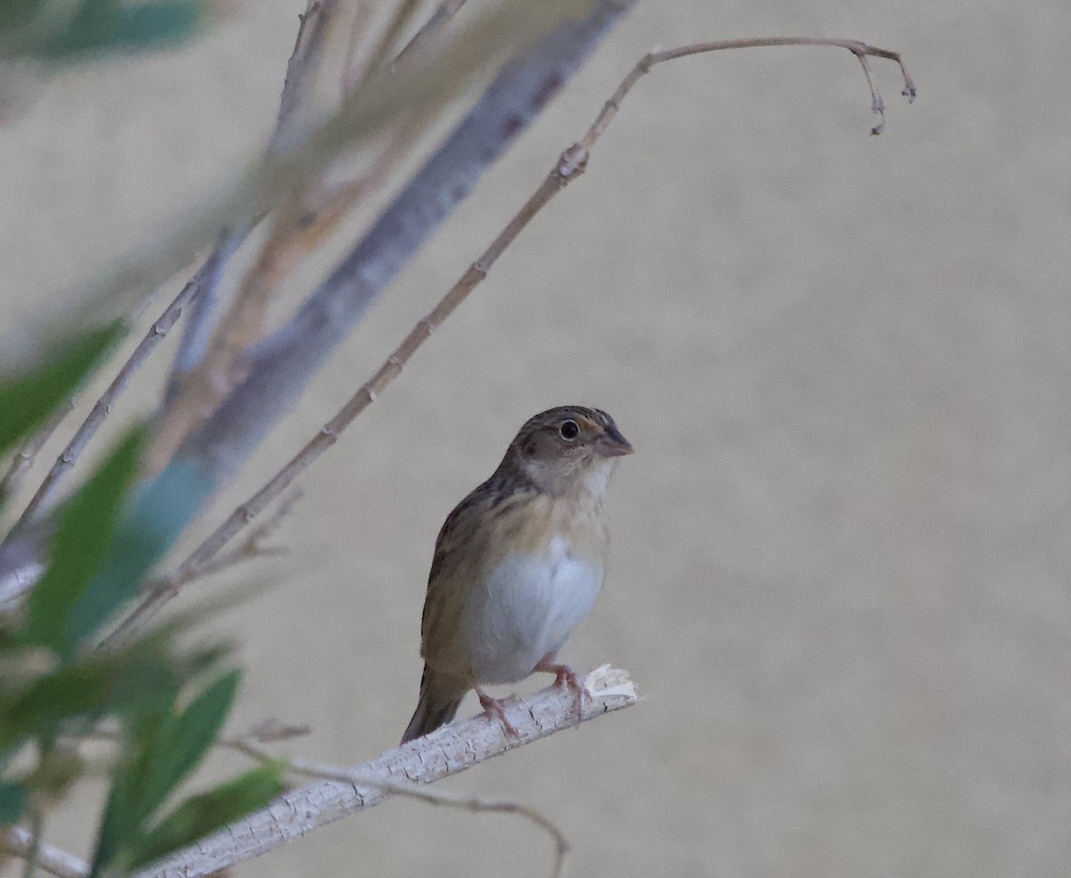 Grasshopper Sparrow - ML644003819