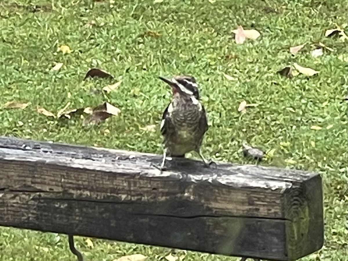 Yellow-bellied Sapsucker - ML644003827