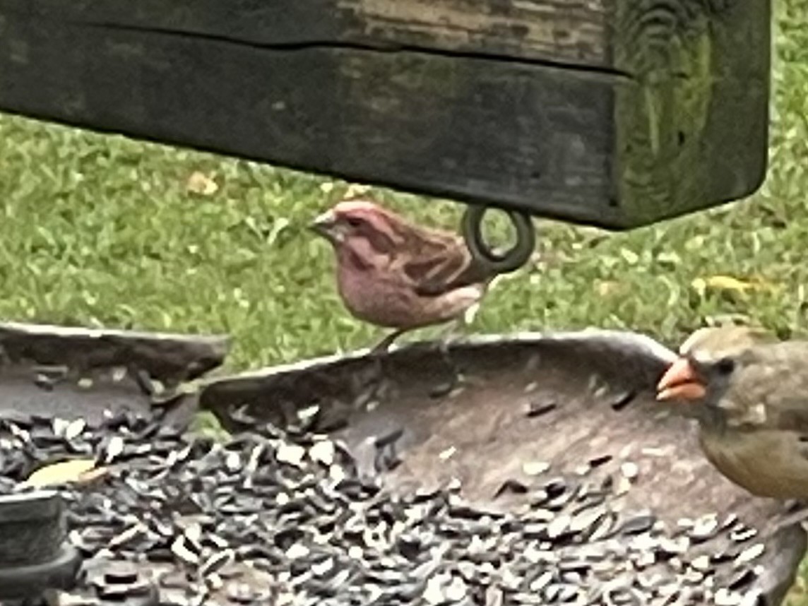 Purple Finch - ML644003830
