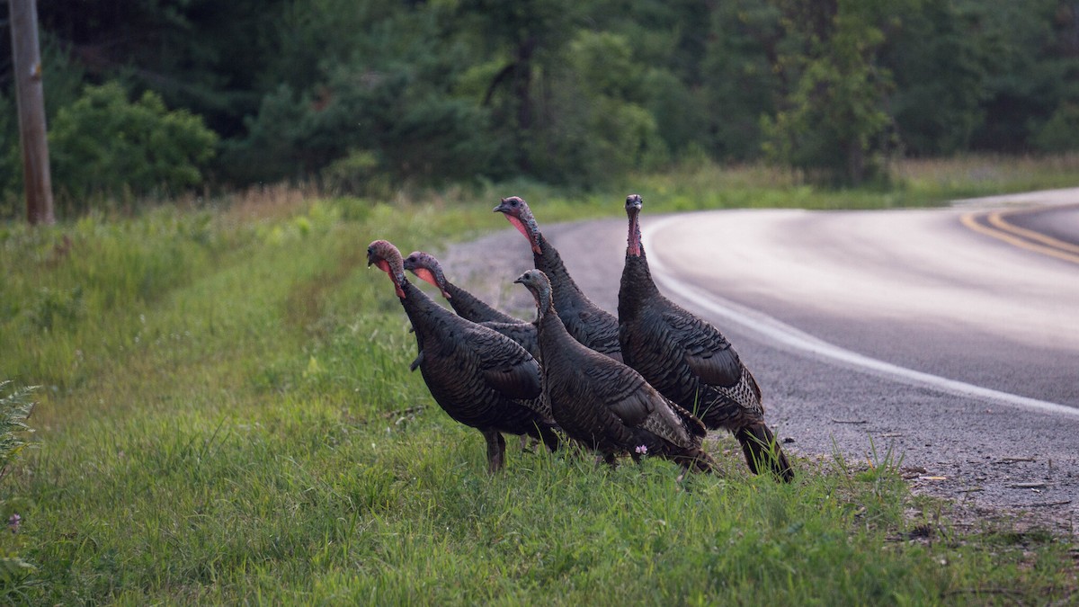 Wild Turkey - ML644003840