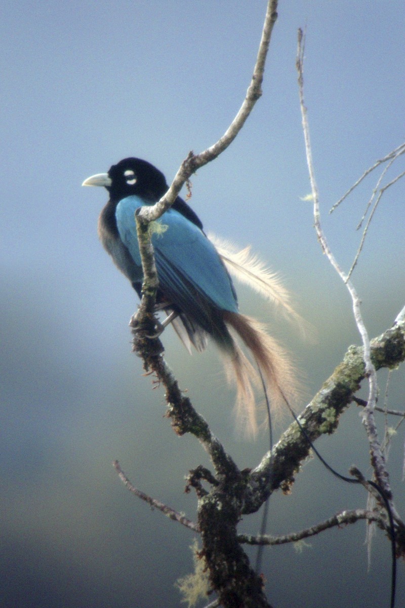 Blue Bird-of-Paradise - ML644003842