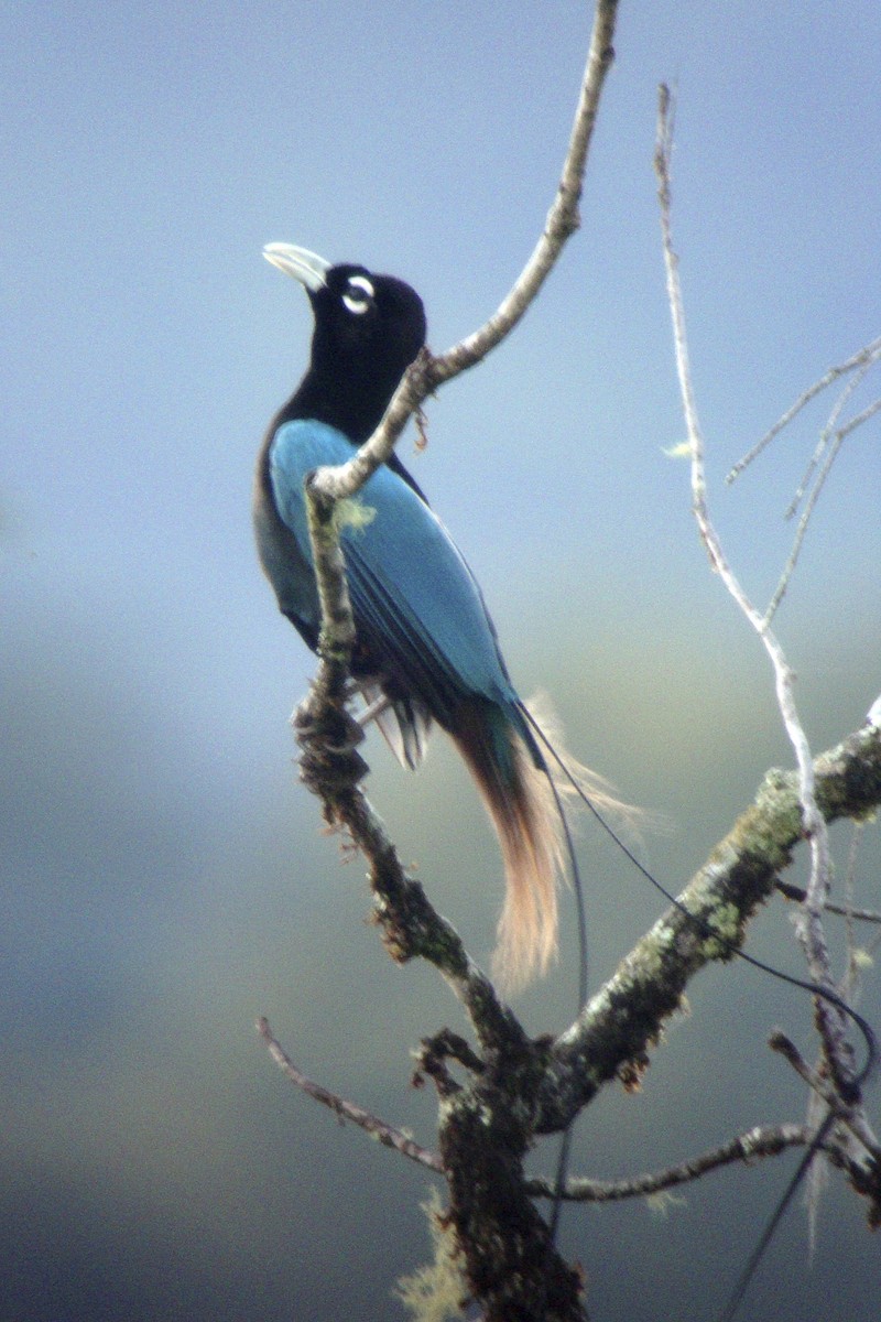 Blue Bird-of-Paradise - ML644003844