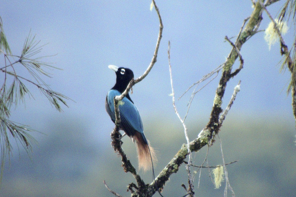Blue Bird-of-Paradise - ML644003845