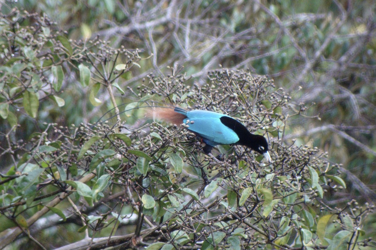 Blue Bird-of-Paradise - ML644003846