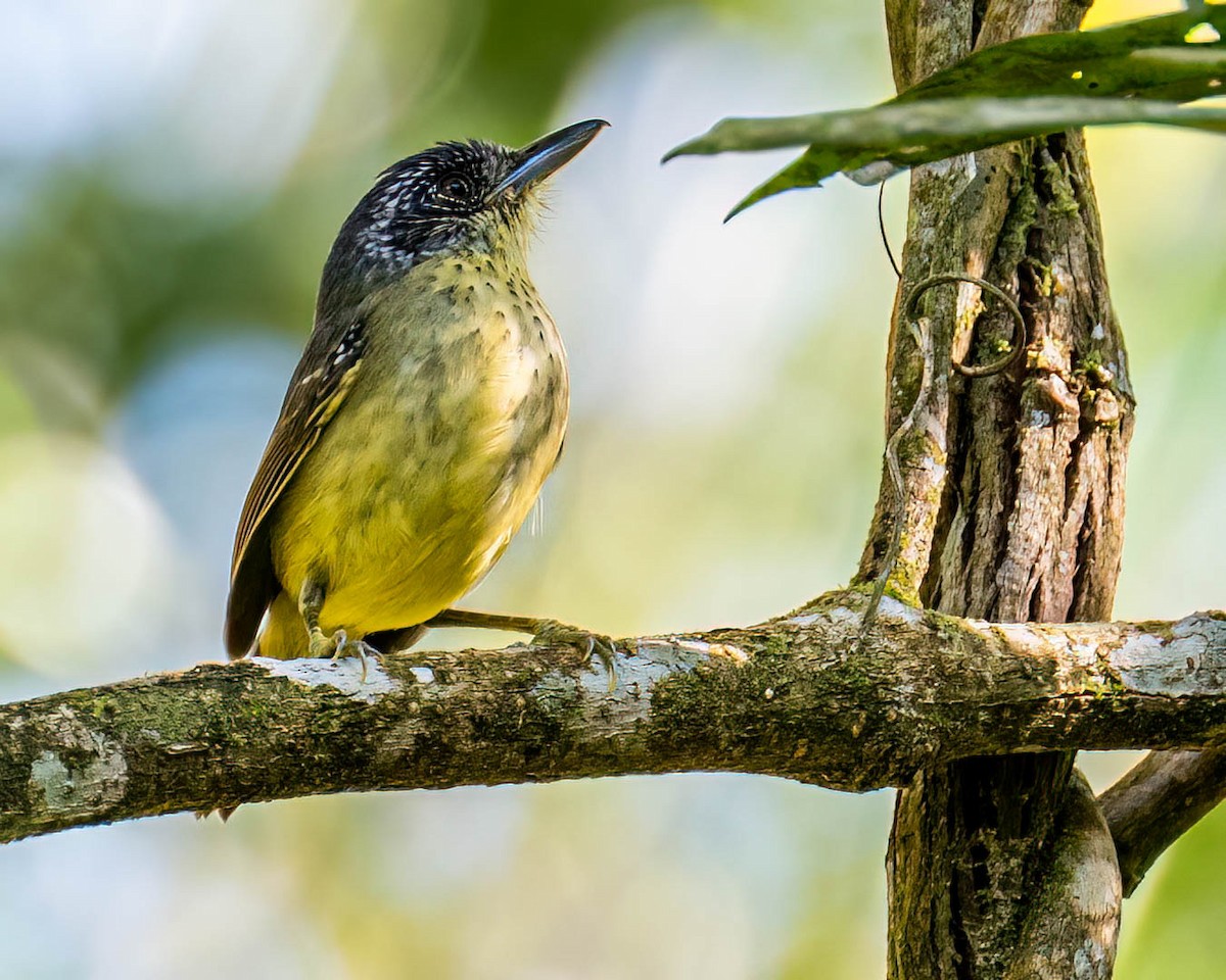 Spot-breasted Antvireo - ML644003847