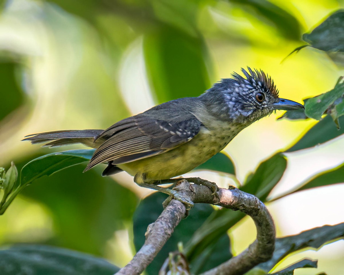 Spot-breasted Antvireo - ML644003848