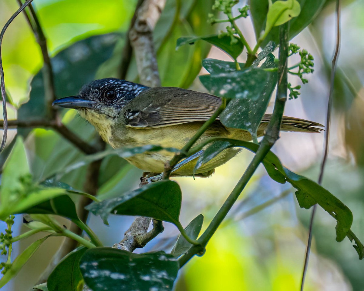 Spot-breasted Antvireo - ML644003853