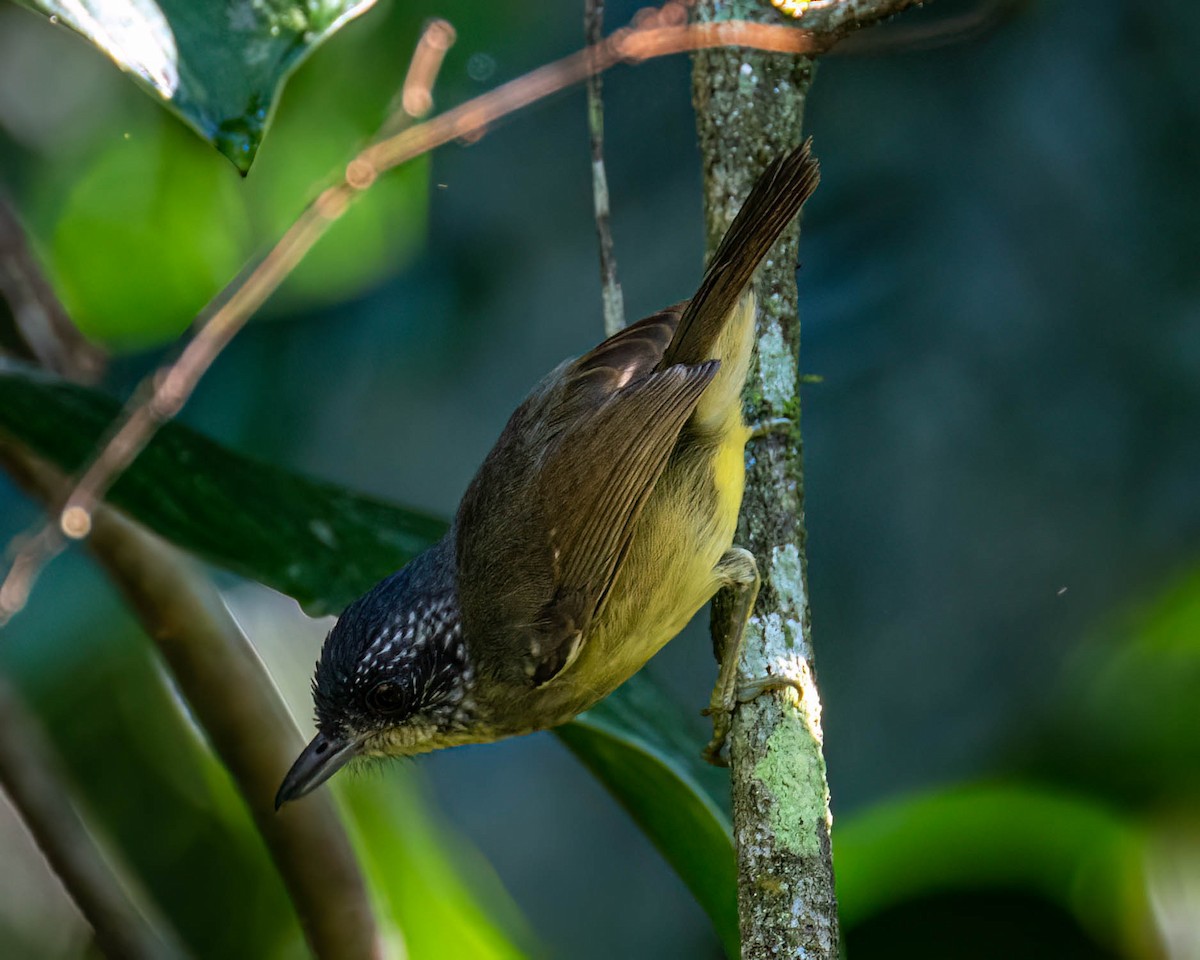 Spot-breasted Antvireo - ML644003855
