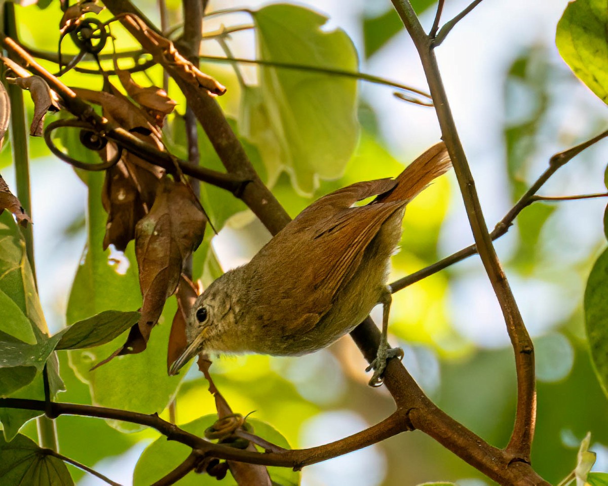 ムジヒメアリサザイ - ML644003858