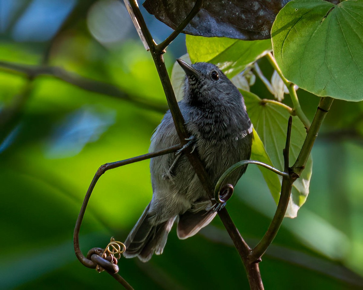 ムジヒメアリサザイ - ML644003859