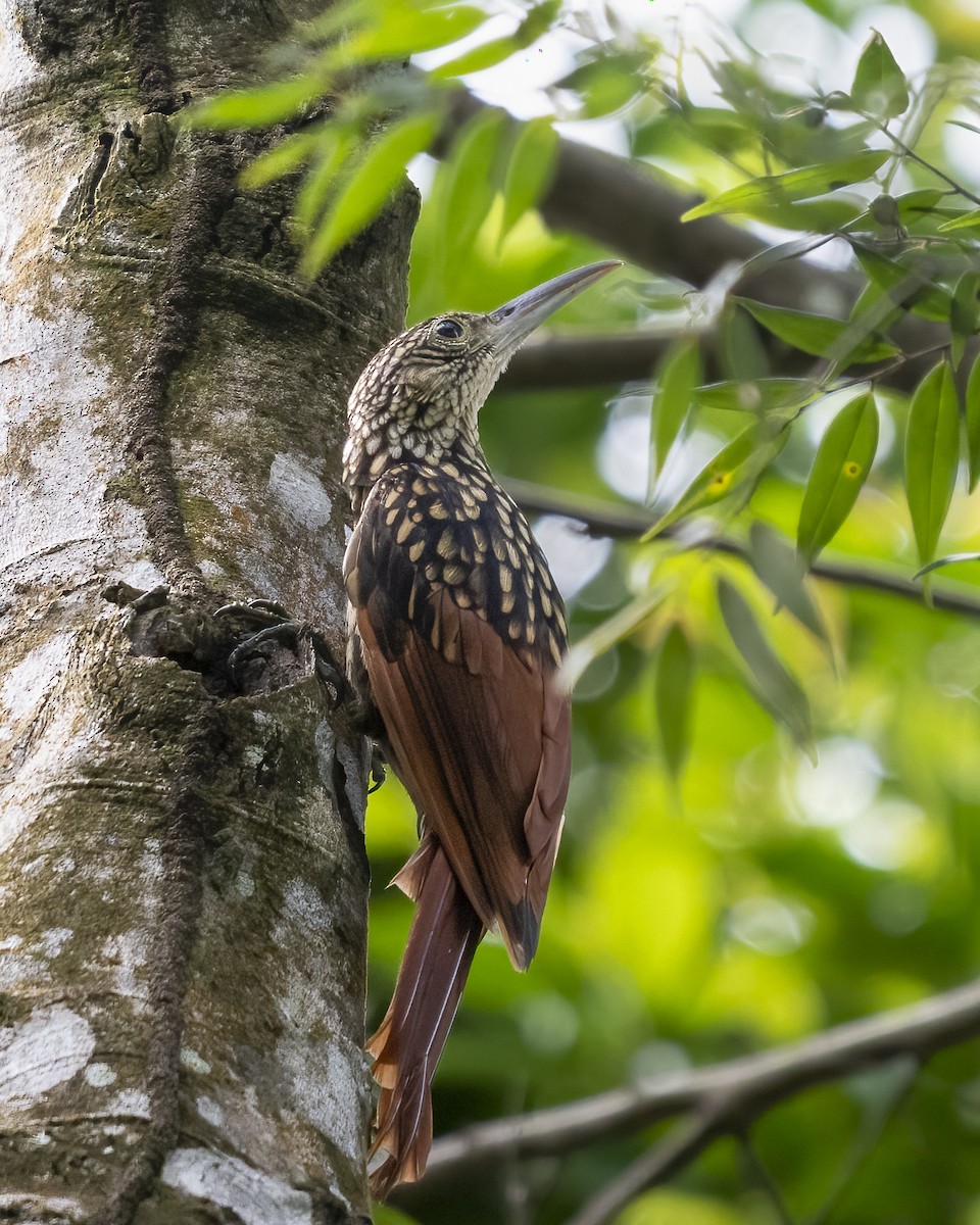 Black-striped Woodcreeper - ML644003860