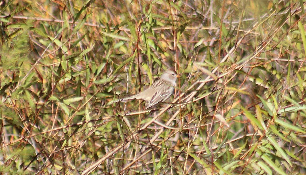 Bruant à couronne blanche - ML644003865