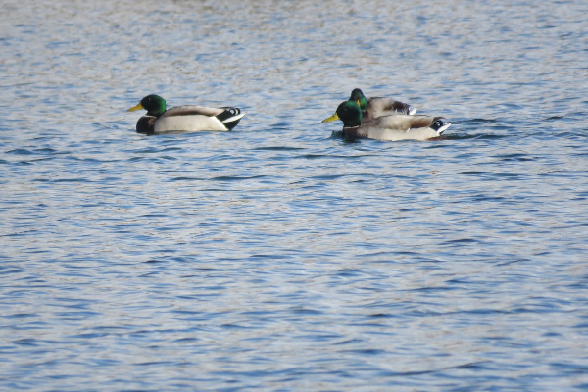 Canard colvert - ML644003881