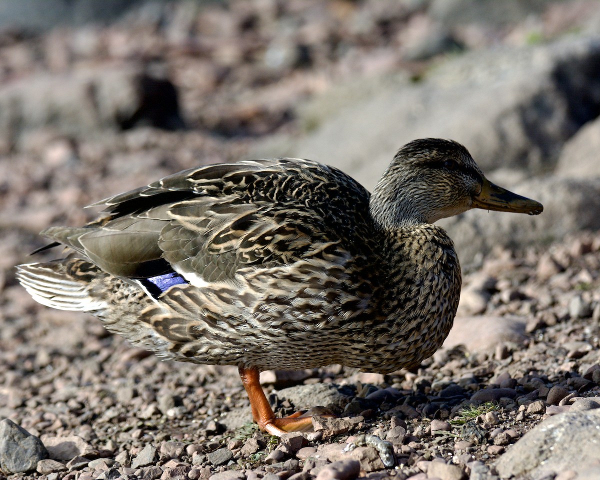 Canard colvert - ML644003886