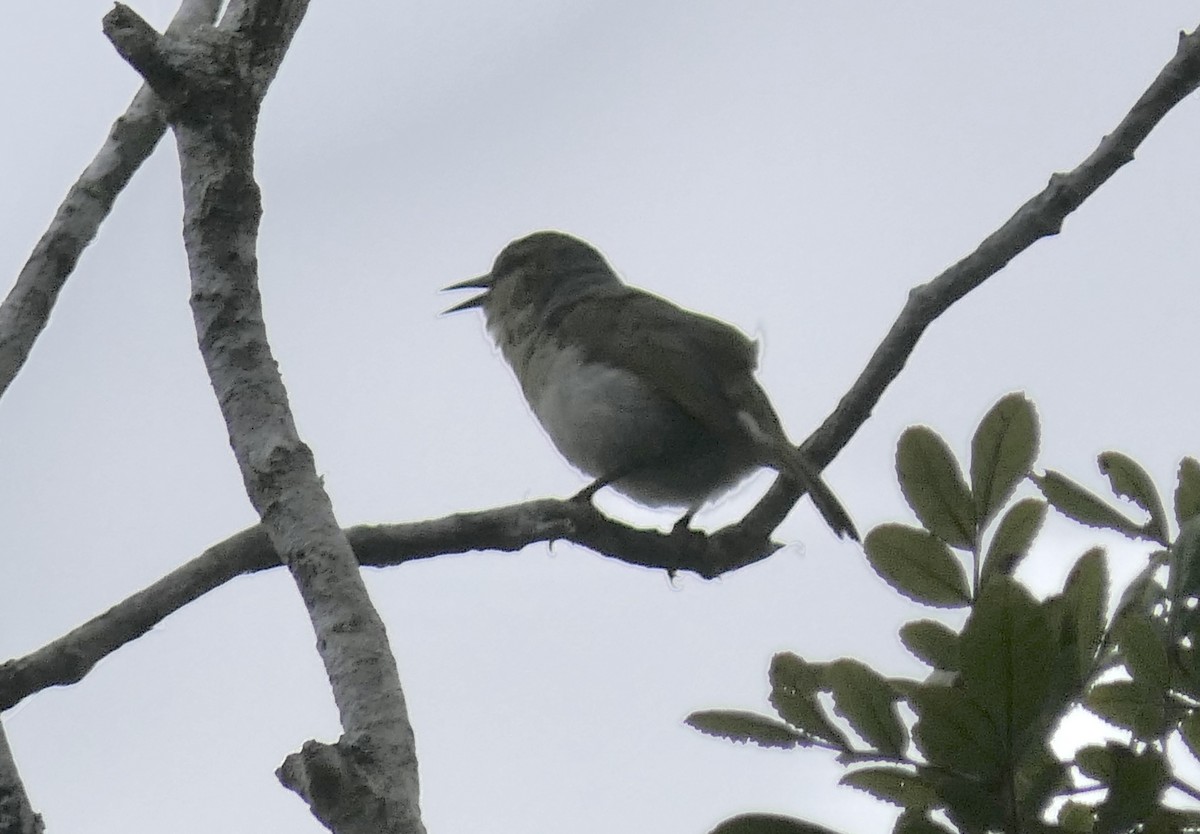 Ереса смугастогорла (підвид striatigula/sclateri) - ML644003915