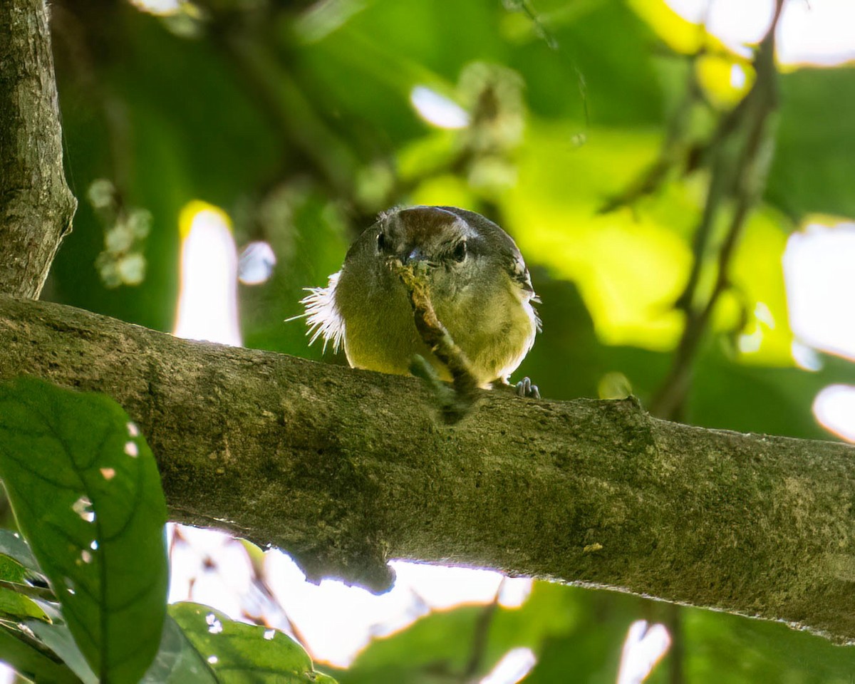 Rufous-margined Antwren - ML644003923