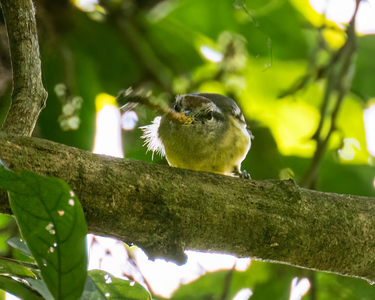 Rufous-margined Antwren - ML644003924