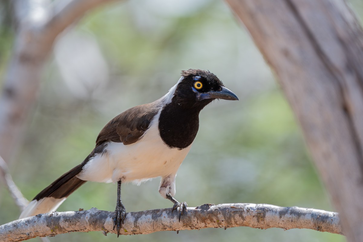 White-naped Jay - ML644003925