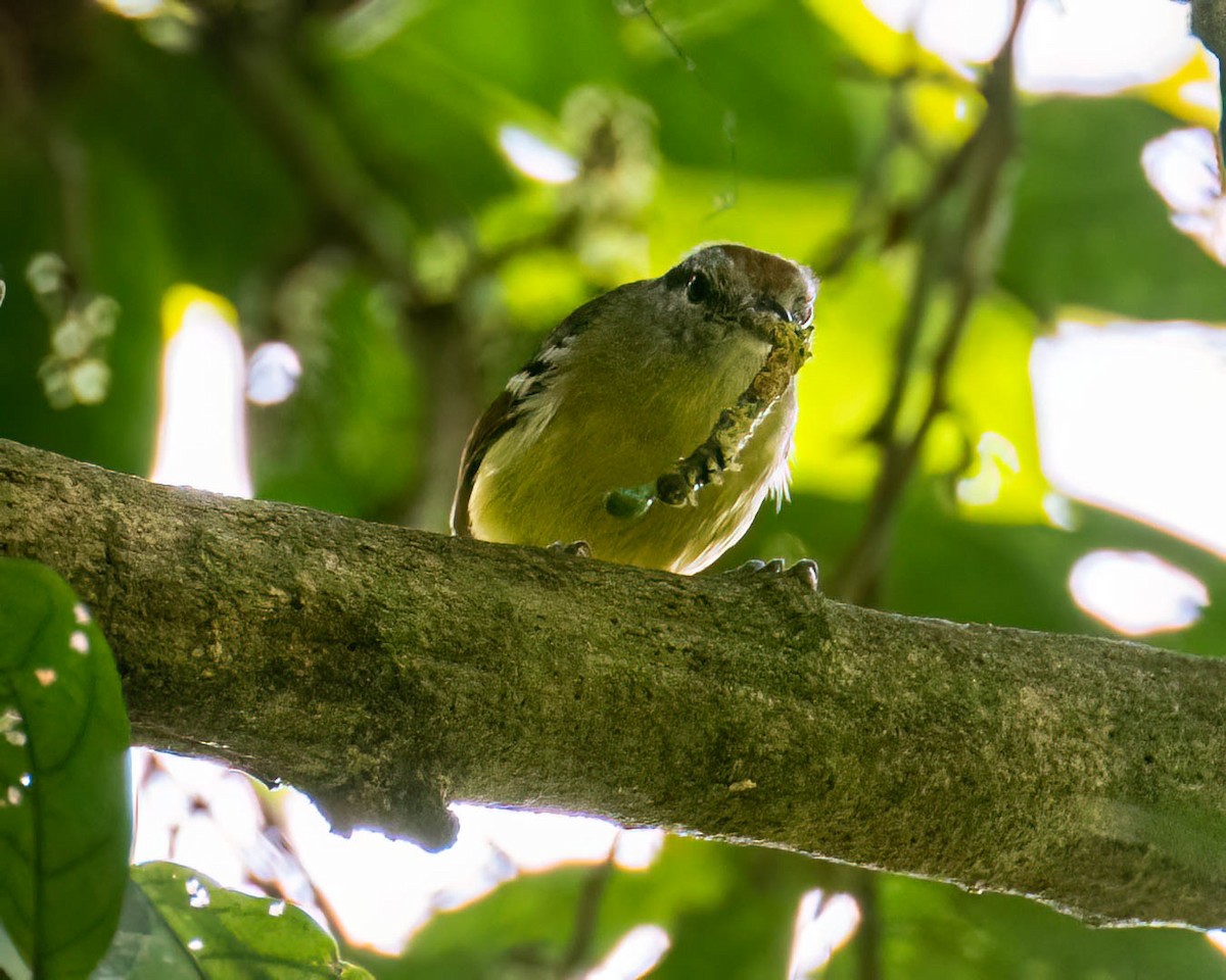 Rufous-margined Antwren - ML644003930