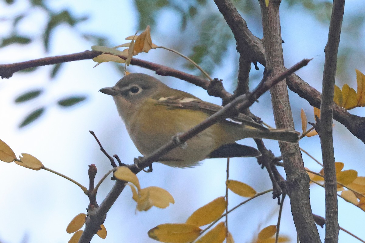 Graukopfvireo - ML644003933