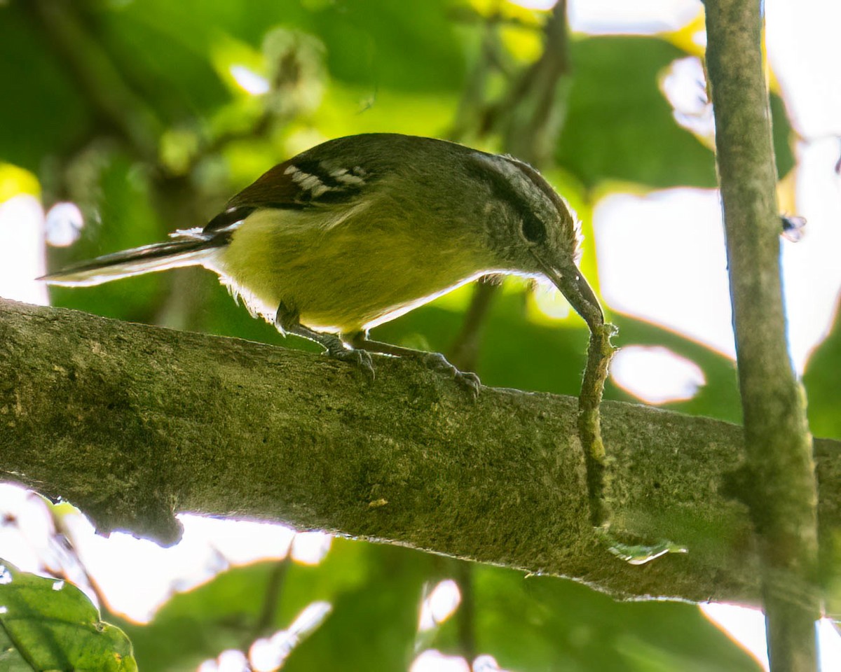 Rufous-margined Antwren - ML644003934