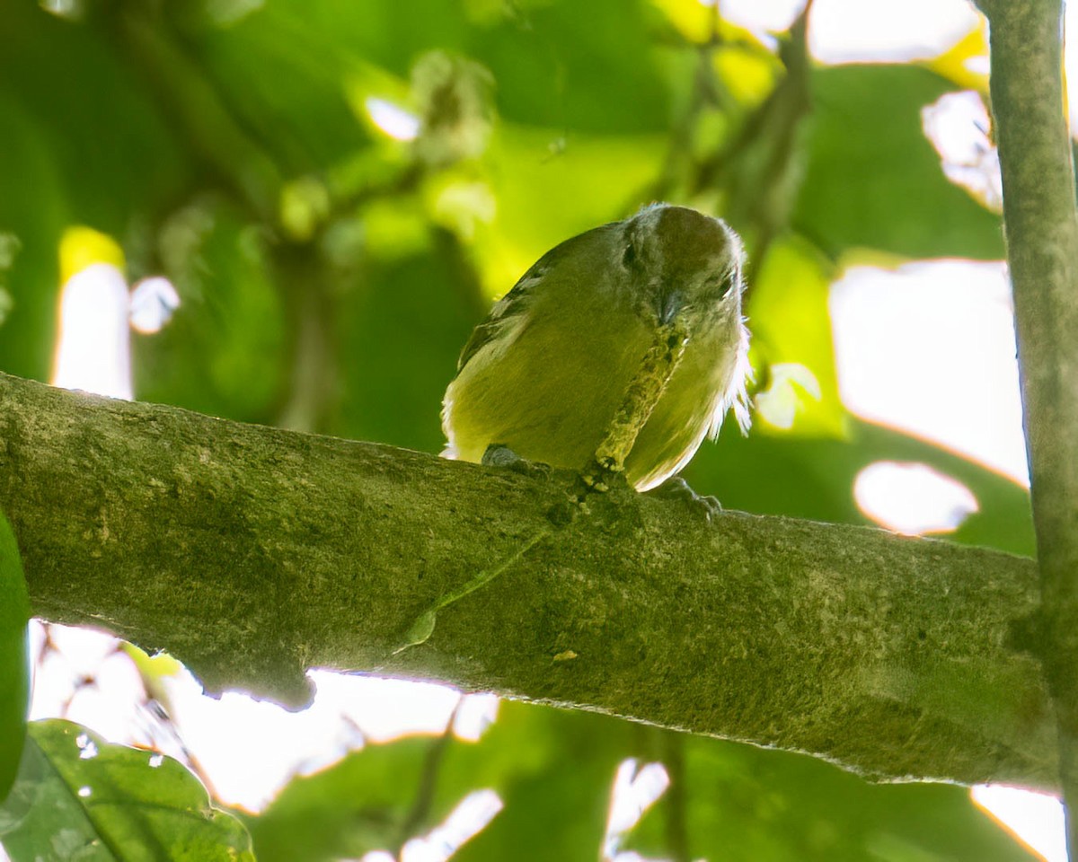 Rufous-margined Antwren - ML644003943