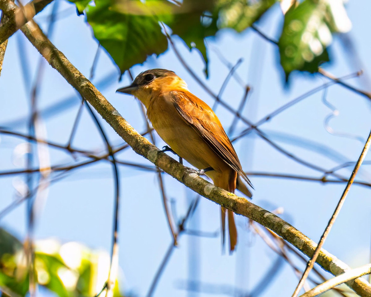 Crested Becard - ML644003960