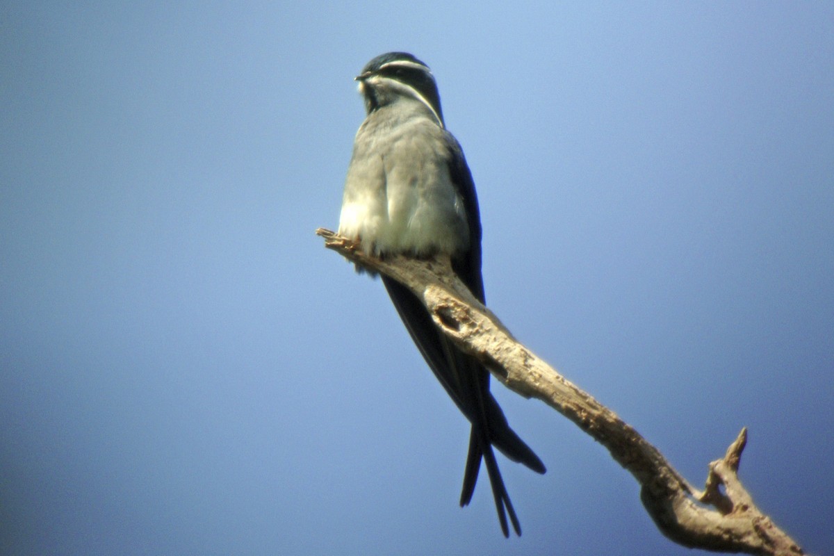 Moustached Treeswift - ML644003962