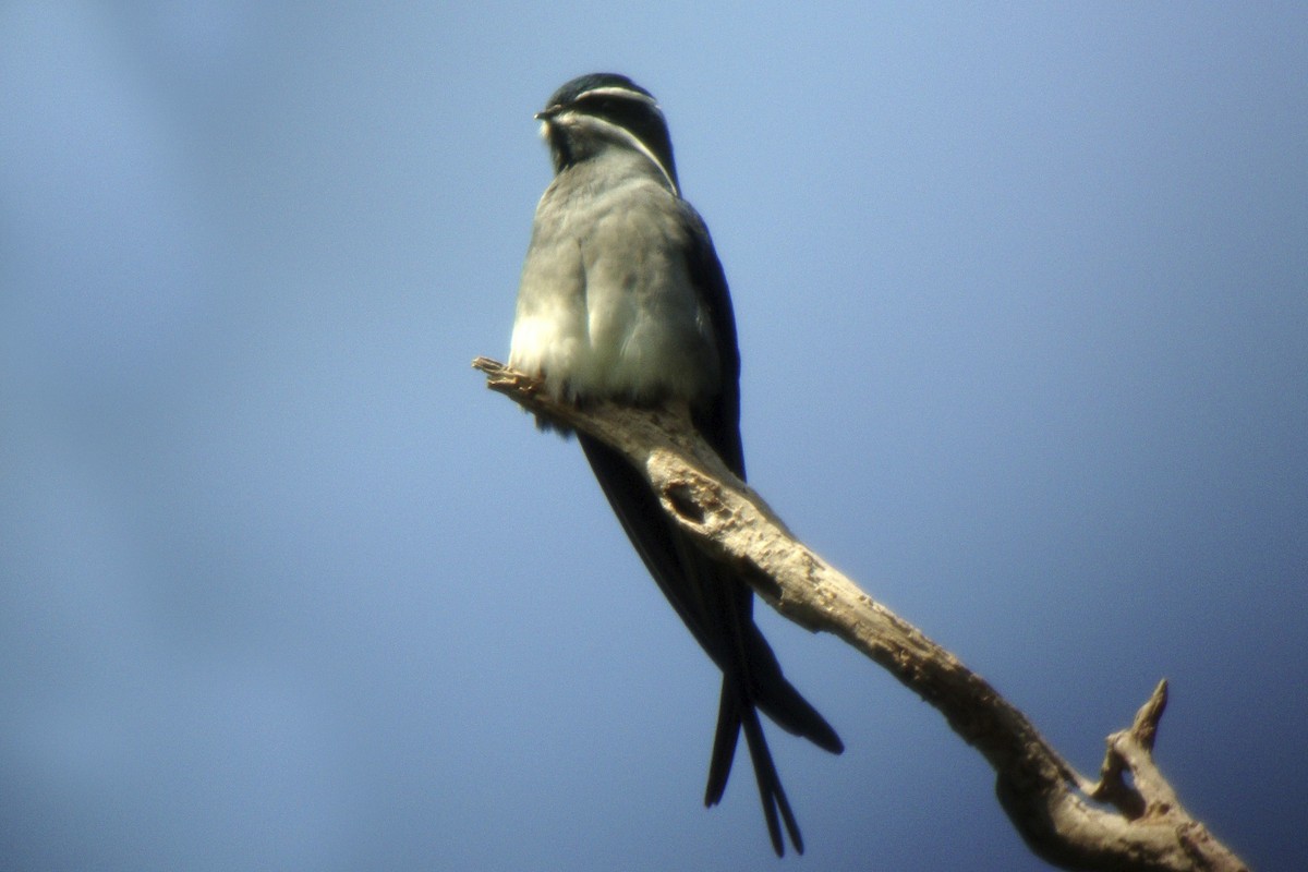 Moustached Treeswift - ML644003963