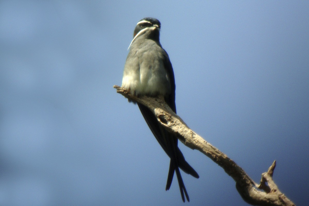 Moustached Treeswift - ML644003964