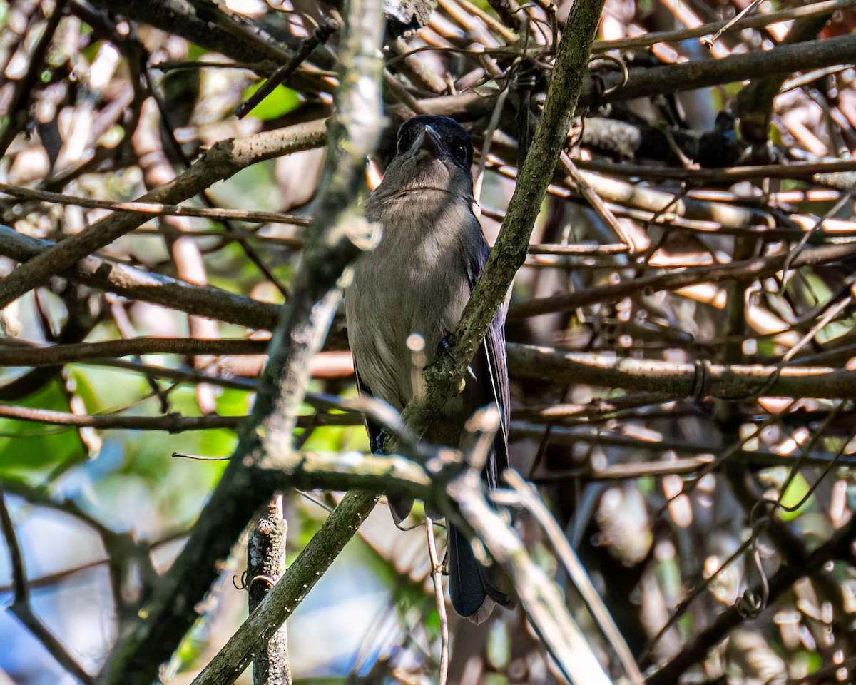 Crested Becard - ML644003967