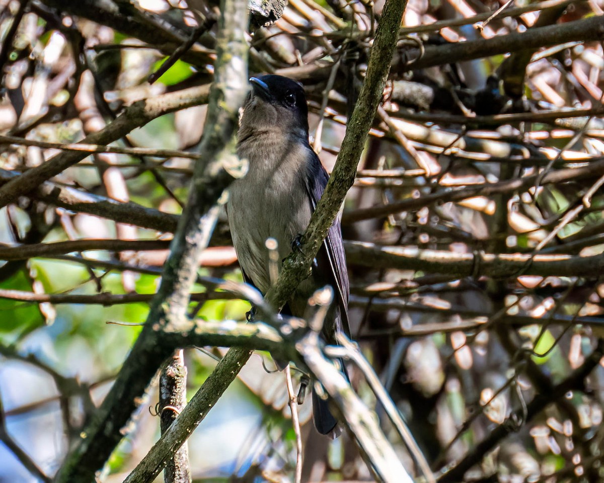 Crested Becard - ML644003968