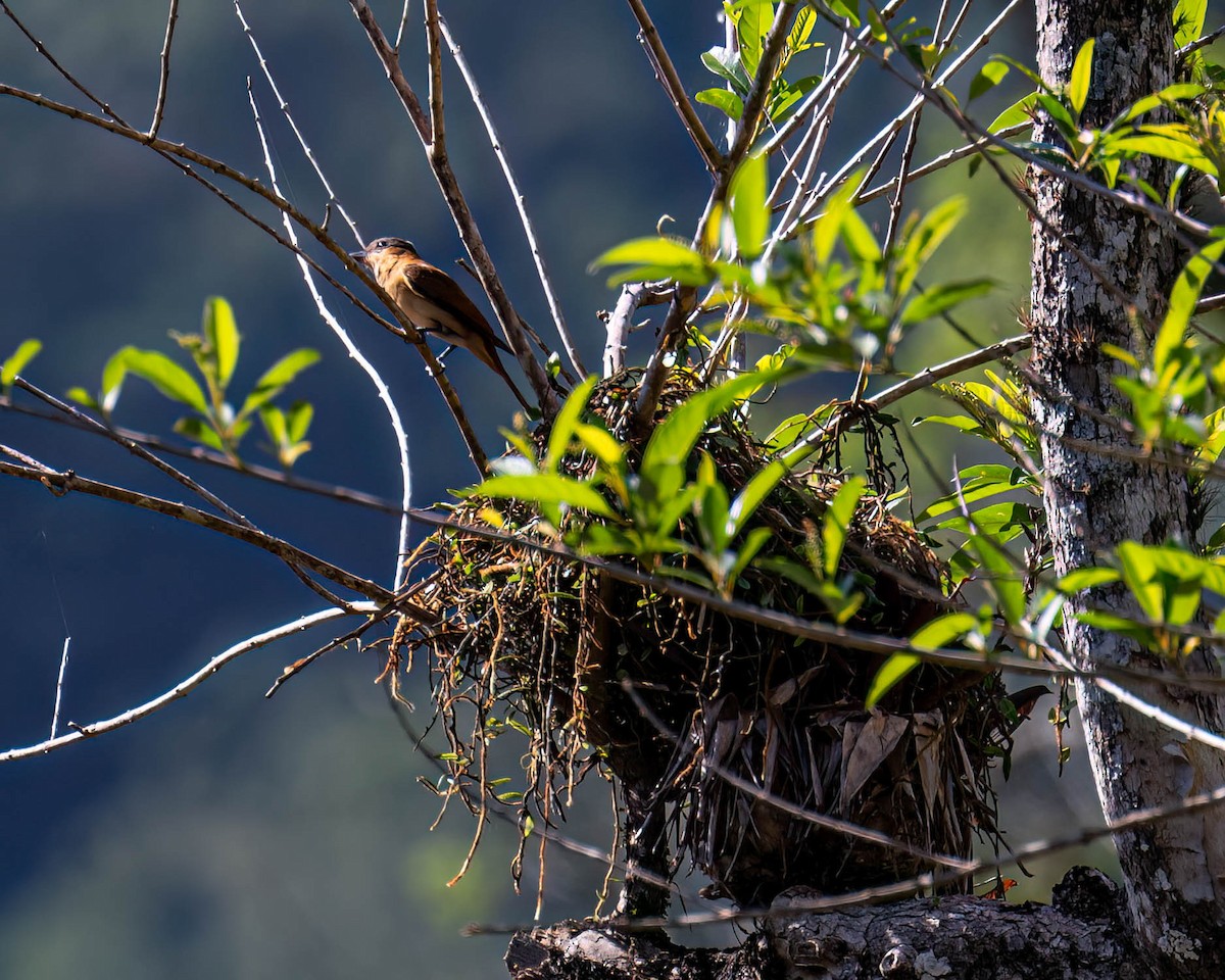 Crested Becard - ML644003975